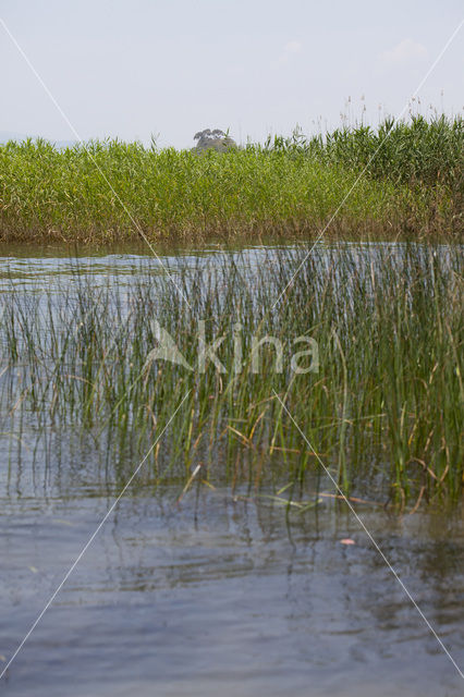 Lindenia tetraphylla