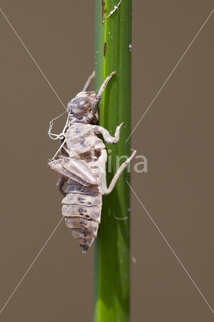 Lindenia tetraphylla