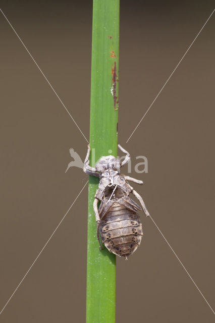 Lindenia tetraphylla