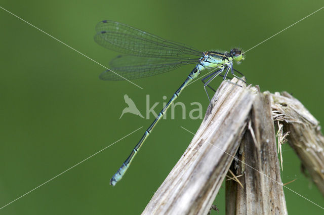 Irish Damselfly (Coenagrion lunulatum)