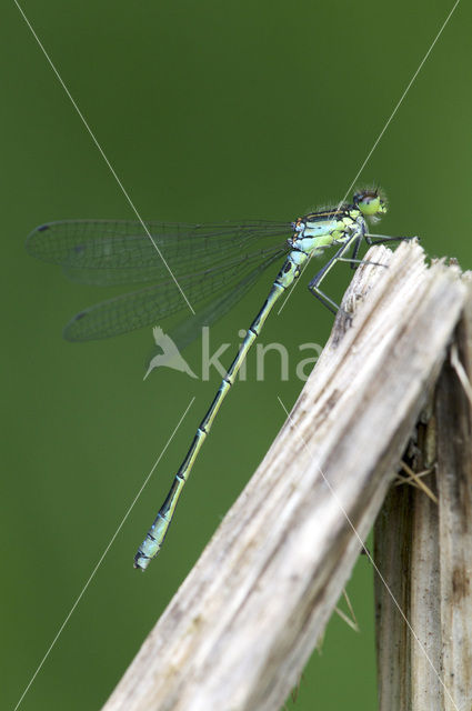 Irish Damselfly (Coenagrion lunulatum)