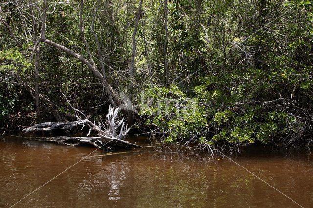 Mangrove