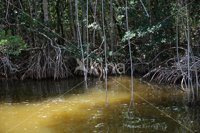 Mangrove