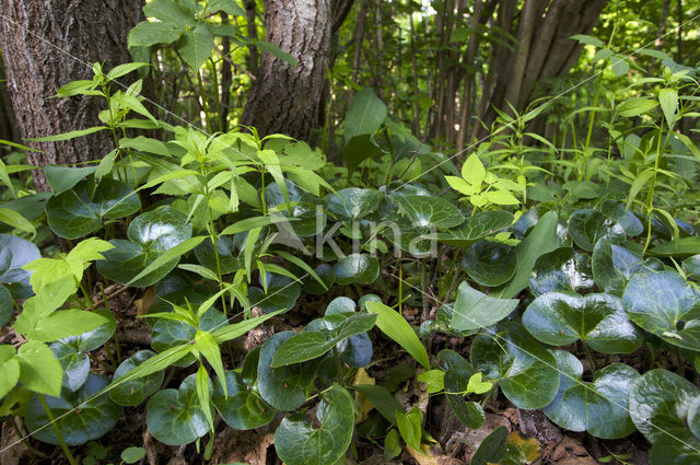 Mansoor (Asarum europaeum)