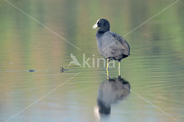 Meerkoet (Fulica atra)