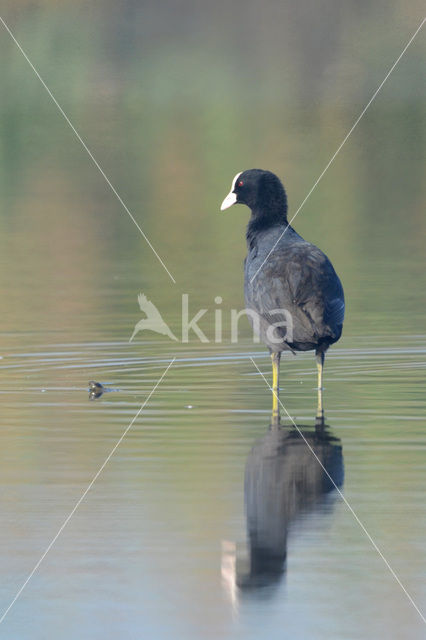 Meerkoet (Fulica atra)