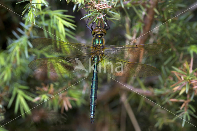 Brilliant Emerald (Somatochlora metallica)