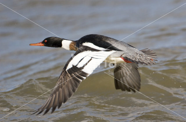 Middelste Zaagbek (Mergus serrator)