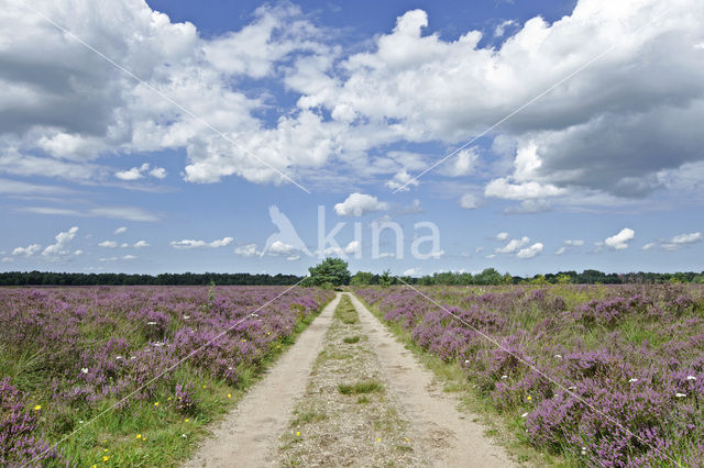 Nationaal Park De Hoge Veluwe