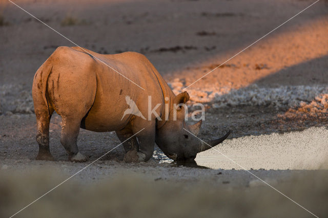 Neushoorn (Rhinoceros spec)