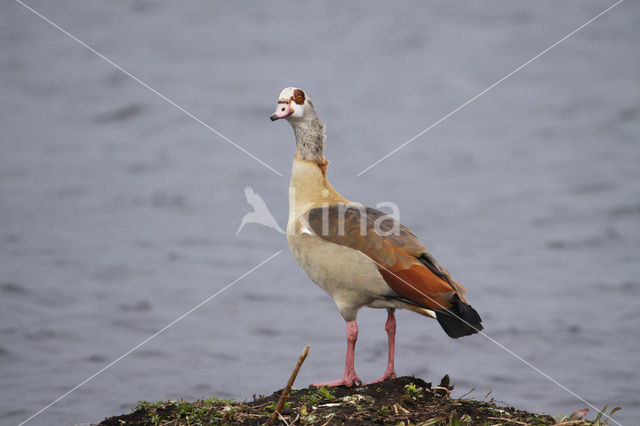 Egyptian Goose (Alopochen aegyptiaca)