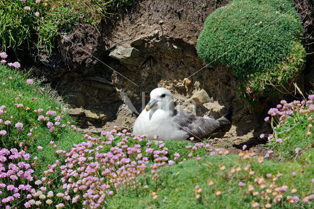 Noordse Stormvogel (Fulmarus glacialis)