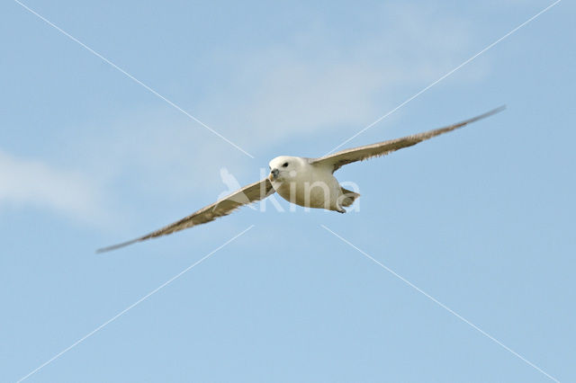 Noordse Stormvogel (Fulmarus glacialis)