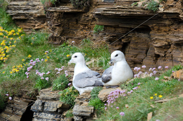 Northern Fulmar (Fulmarus glacialis)