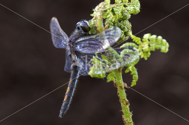 Noordse witsnuitlibel (Leucorrhinia rubicunda)