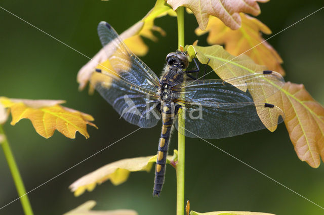 Noordse witsnuitlibel (Leucorrhinia rubicunda)