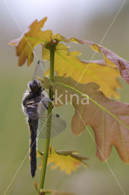 Noordse witsnuitlibel (Leucorrhinia rubicunda)