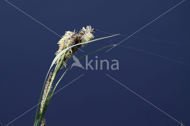 Greater Pond-sedge (Carex riparia)