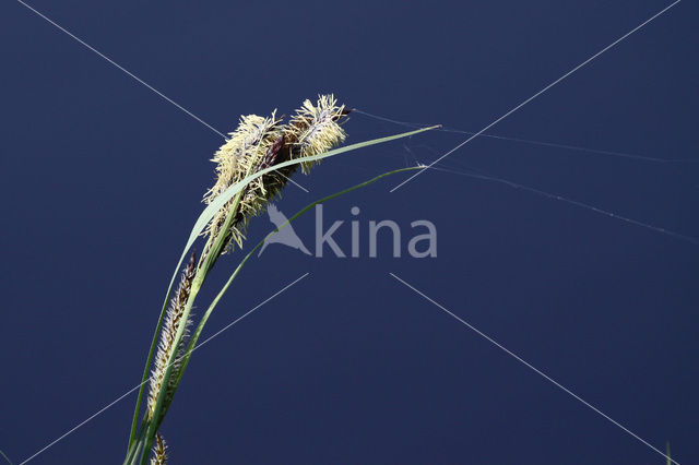 Oeverzegge (Carex riparia)