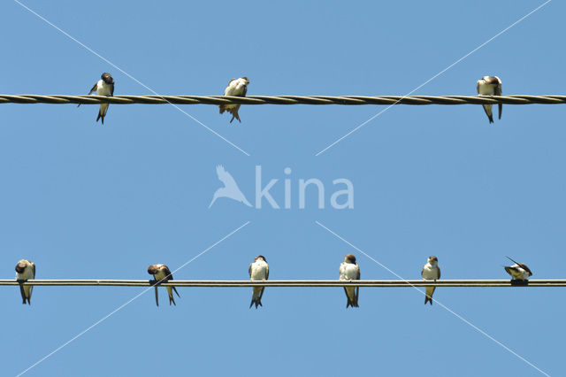 Bank Swallow (Riparia riparia)