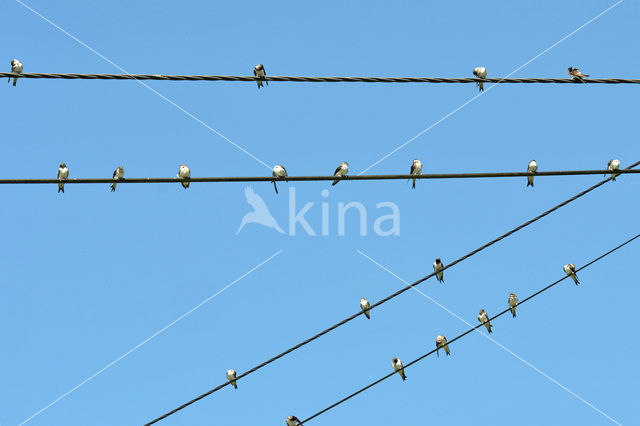 Bank Swallow (Riparia riparia)