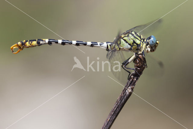 Onychogomphus forcipatus albotibialis