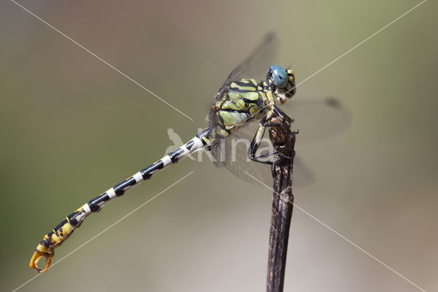 Onychogomphus forcipatus albotibialis