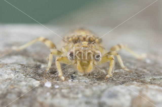 Onychogomphus forcipatus albotibialis