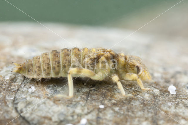 Onychogomphus forcipatus albotibialis