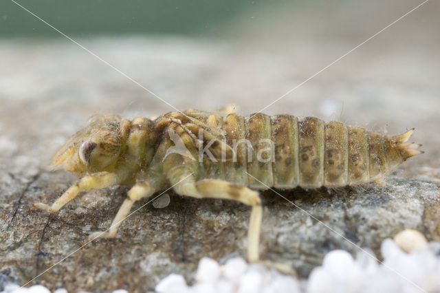 Onychogomphus forcipatus albotibialis