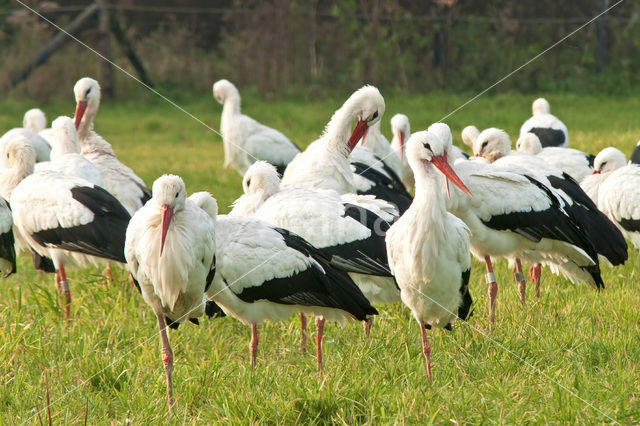 White Stork (Ciconia ciconia)