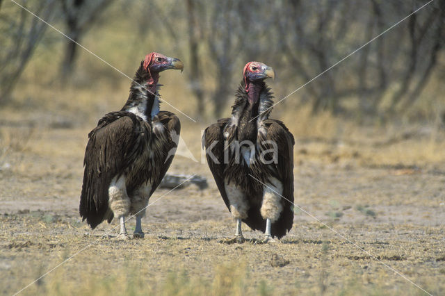 Lappet-faced Vulture (Torgos tracheliotos)