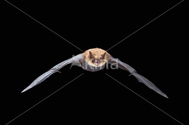 Brandt’s Bat (Myotis brandtii)