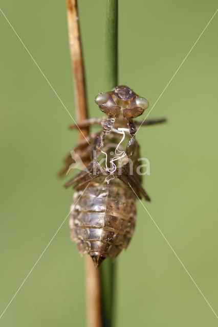 Eastern White-faced Darter (Leucorrhinia albifrons)