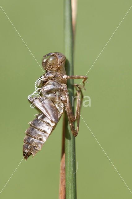 Eastern White-faced Darter (Leucorrhinia albifrons)