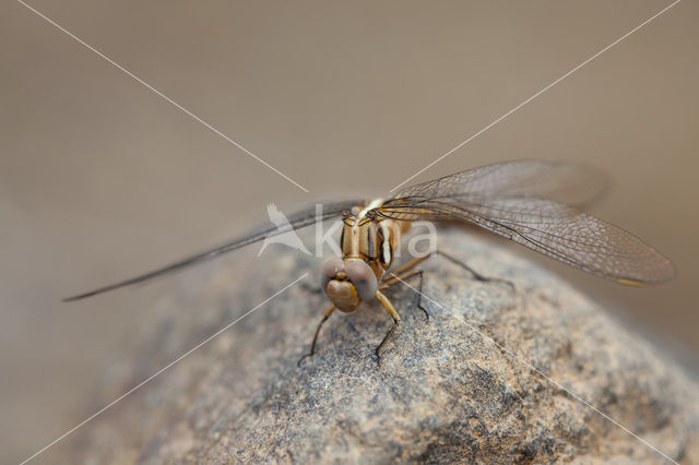 Orthetrum chrysostigma