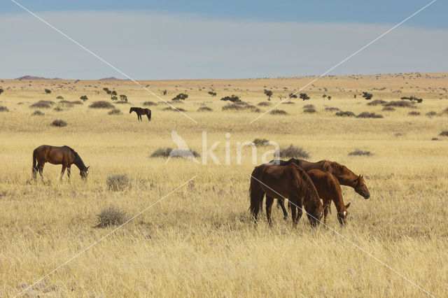 Horse (Equus spp)