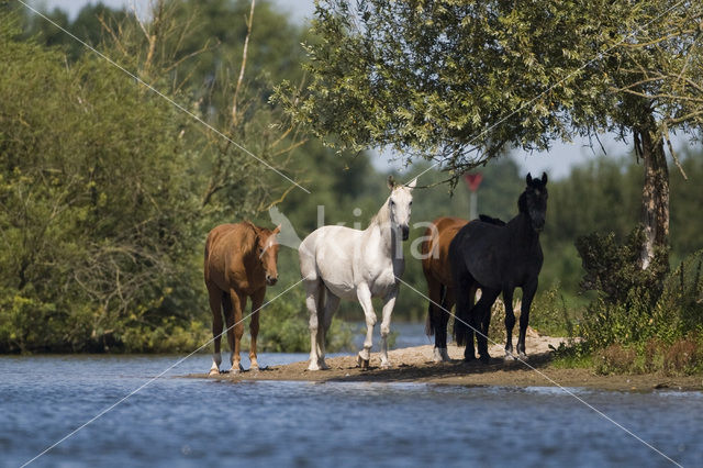 Horse (Equus spp)