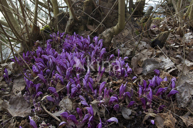 Purple Toothwort (Lathraea clandestina)