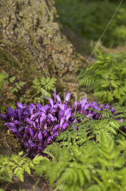 Purple Toothwort (Lathraea clandestina)