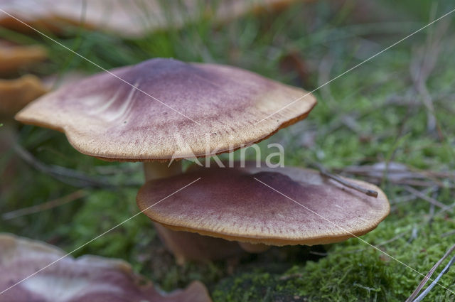 Pagemantel (Cortinarius semisanguineus)