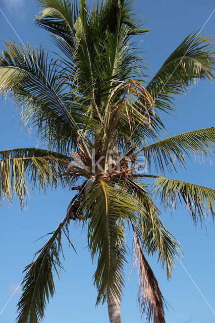 Palm