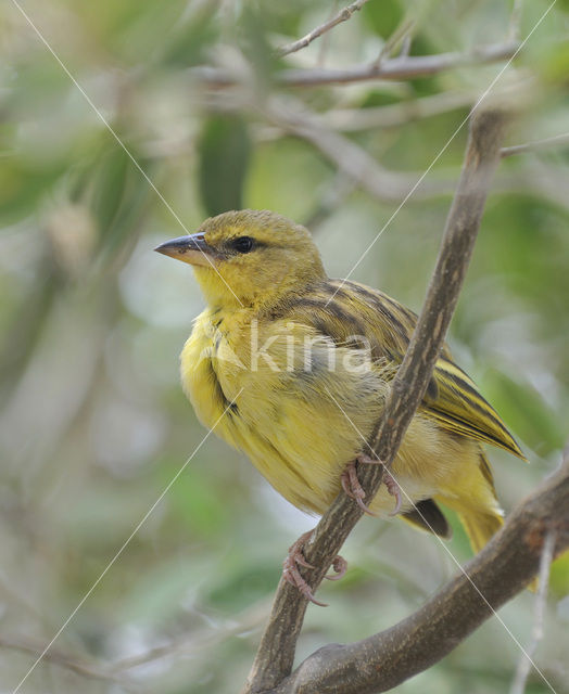 Golden Palm Weaver (Ploceus bojeri)