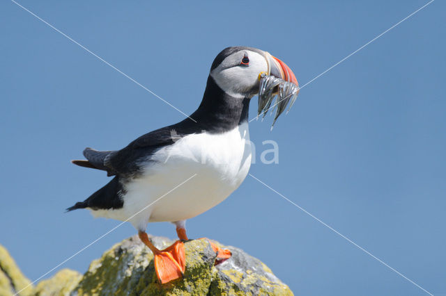 Atlantic Puffin (Fratercula arctica)