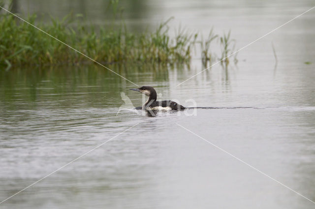 Arctic Loon