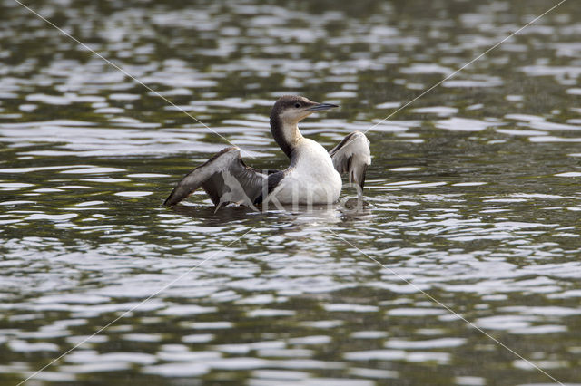 Arctic Loon