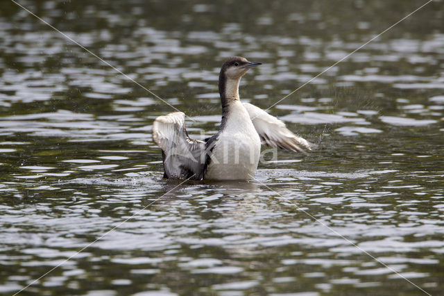 Arctic Loon