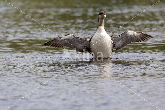 Arctic Loon