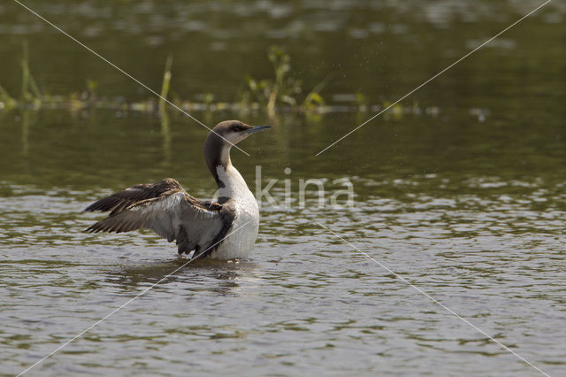 Arctic Loon