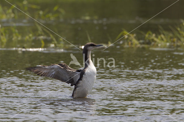 Arctic Loon